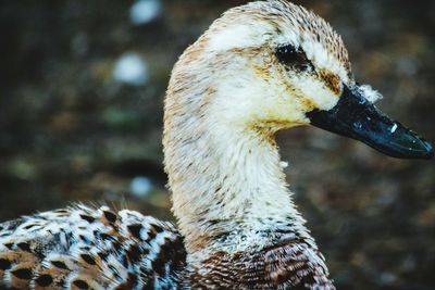 Close-up of duck