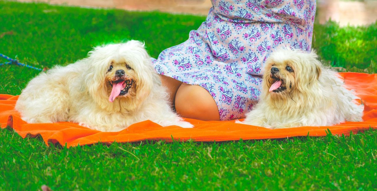 PORTRAIT OF DOG RELAXING IN GRASS