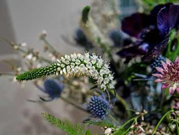 Close-up of purple flowering plant