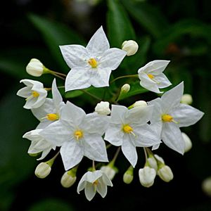 Close-up of white flowers blooming outdoors