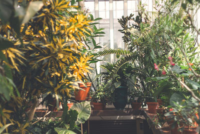 Close-up of potted plants in greenhouse