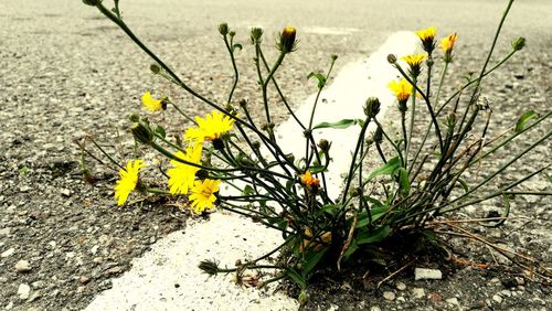 Close-up of yellow flowers