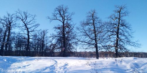 Bare trees on snow covered field against sky