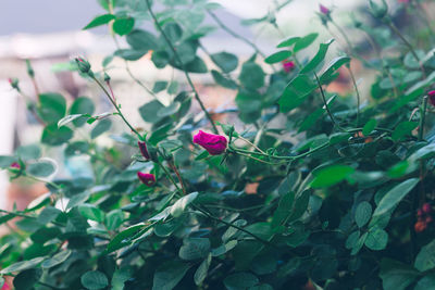 Close-up of pink roses growing at park