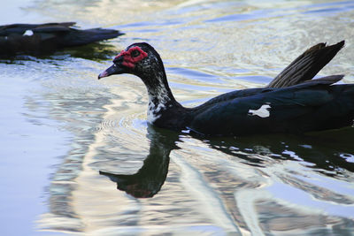 Duck swimming in lake