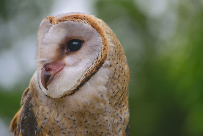 Close-up portrait of owl