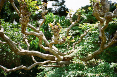 Close-up of lichen on tree in forest