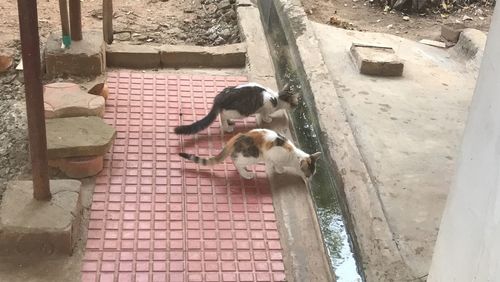 High angle view of dog