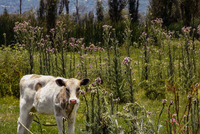 Cow in a chinanpa 