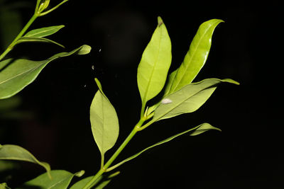 Close-up of leaves against black background