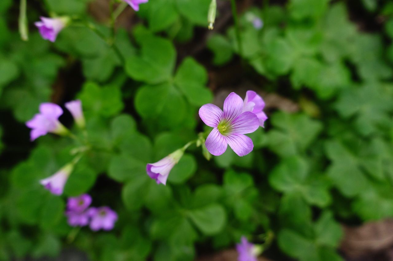 flower, freshness, fragility, petal, purple, growth, beauty in nature, flower head, blooming, pink color, nature, plant, focus on foreground, close-up, leaf, in bloom, park - man made space, green color, selective focus, outdoors