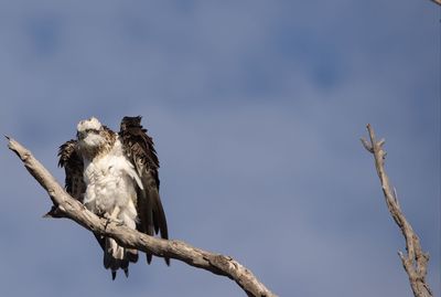 Low angle view of eagle perching on branch against sky