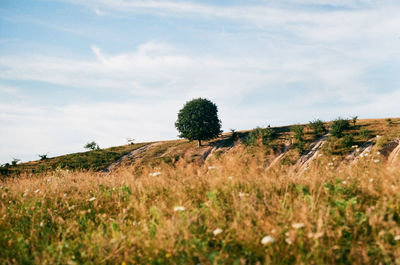 Plants on field against sky