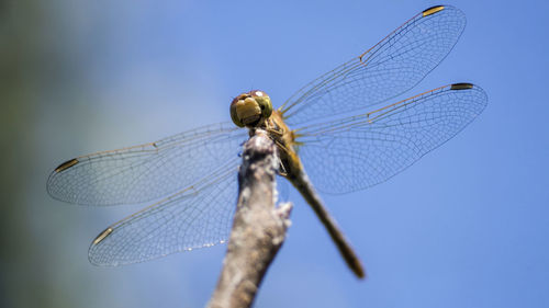 Close-up of dragonfly on twig