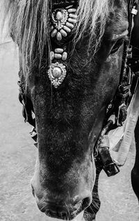 Close-up portrait of a horse