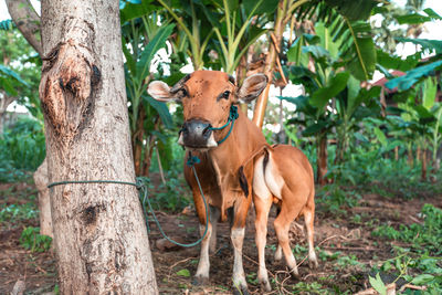 Horse standing in a field