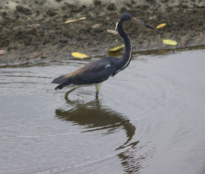 High angle view of bird on lake