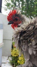 Close-up of rooster