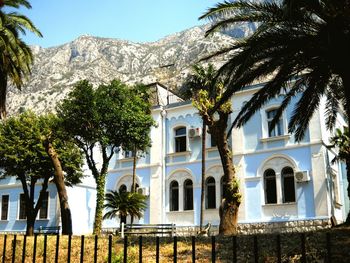 Low angle view of palm tree in front of building