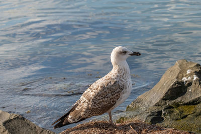 High angle view of seagull on rock at beach