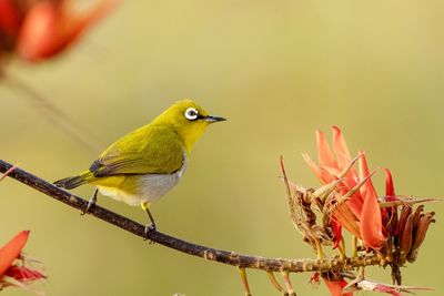 Bird perching on a branch