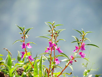 Close-up of pink flowering plant against sky