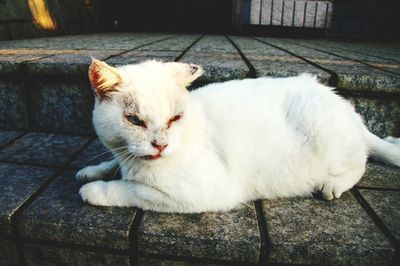 Close-up of white cat relaxing on steps