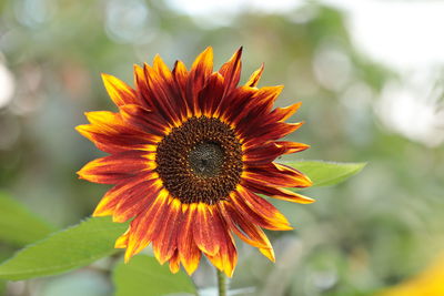 Close-up of orange flower sind flower