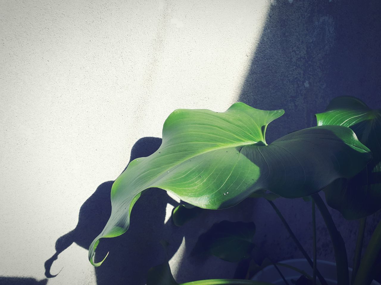 CLOSE-UP OF PLANT WITH SHADOW OF WALL