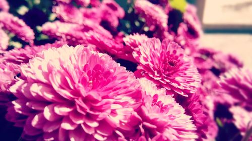 Close-up of pink flowers