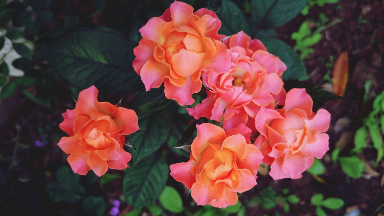 flower, freshness, petal, fragility, flower head, beauty in nature, growth, close-up, rose - flower, pink color, blooming, nature, plant, focus on foreground, leaf, in bloom, high angle view, blossom, park - man made space, day