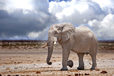 African elephant at etosha national park