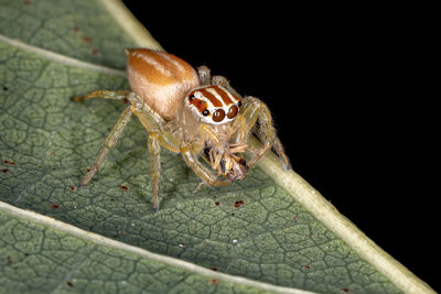 Close-up of insect