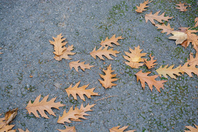 High angle view of autumn leaves fallen on land