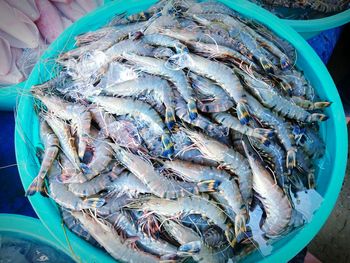 High angle view of prawns in market for sale