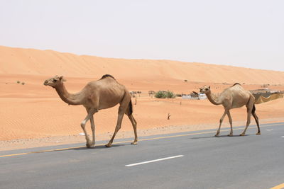 Horses on desert road against clear sky