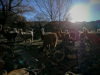 Flock of sheep on field against sky