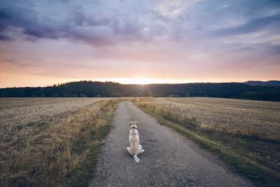 View of dog on road during sunset