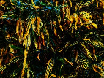 Full frame shot of plants