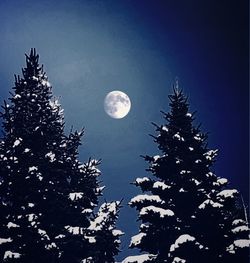 Low angle view of moon in tree against sky