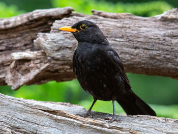 Close-up of bird perching on wood