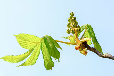 Low angle view of plant against clear sky