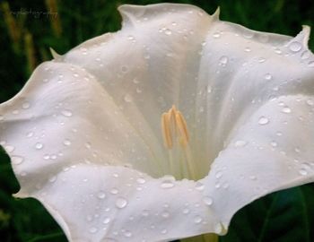 Close-up of raindrops on white day lily blooming outdoors