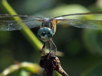 Close-up of insect on plant