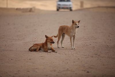 Dogs on ground