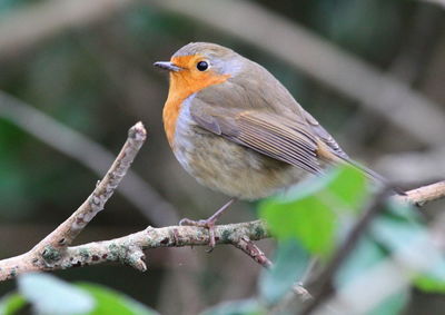 Close-up of bird perching on branch