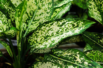A background of chinese evergreen plant leaves in sunlight.