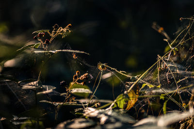 A little spider in the forrest 