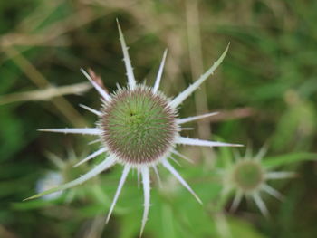 Close-up of dandelion flower