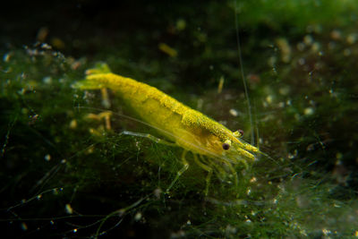 Close-up of fish underwater